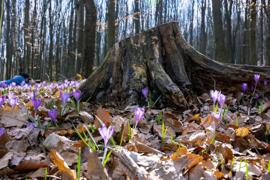 Wildkrokus neben dem Baum