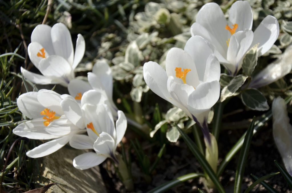 weißer Krokus