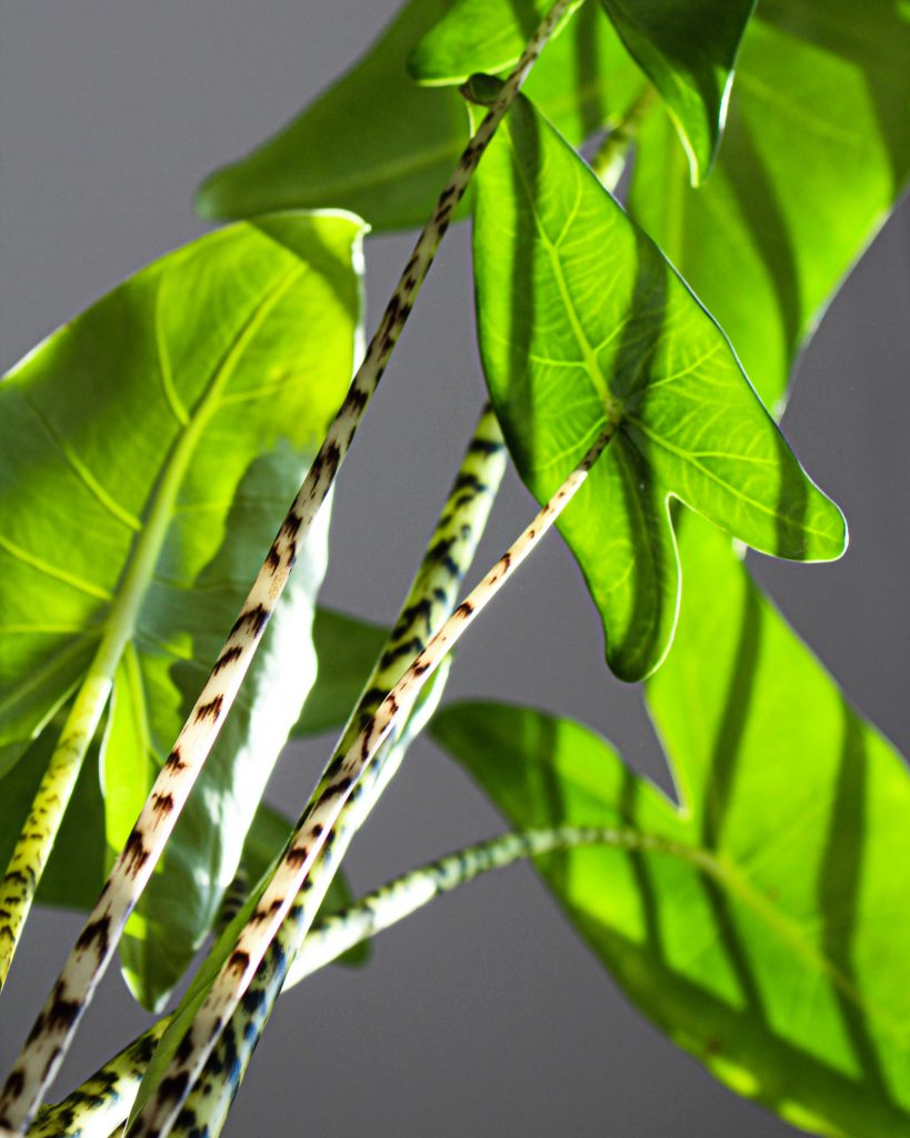 zebra plant
