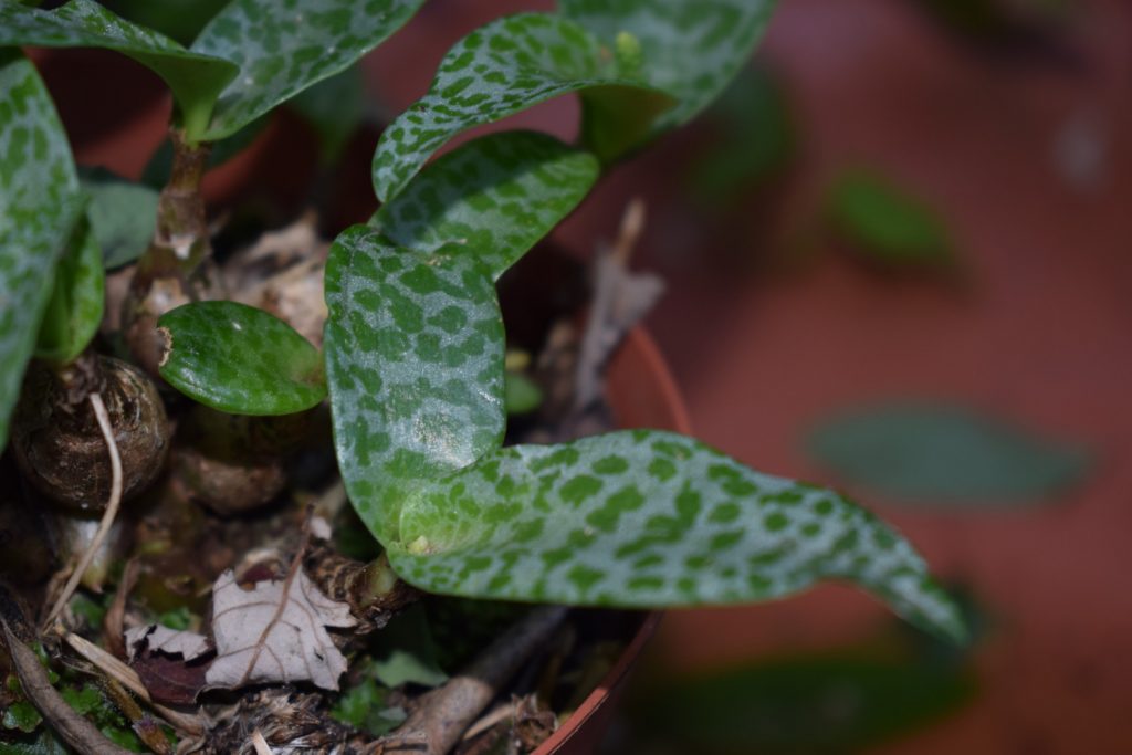 Ledebouria Socialis Blatt