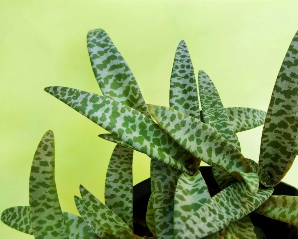 Ledebouria Socialis Nahaufnahme