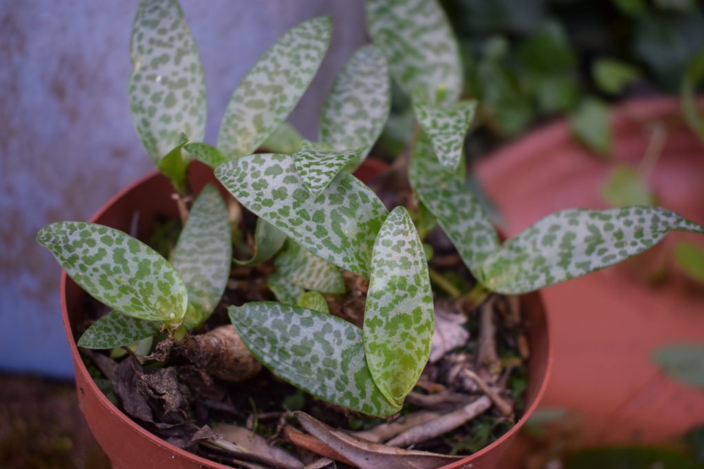 Ledebouria Socialis im Topf