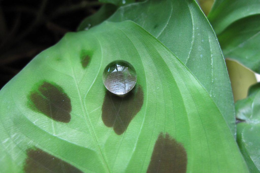 Maranta Kerchoveana