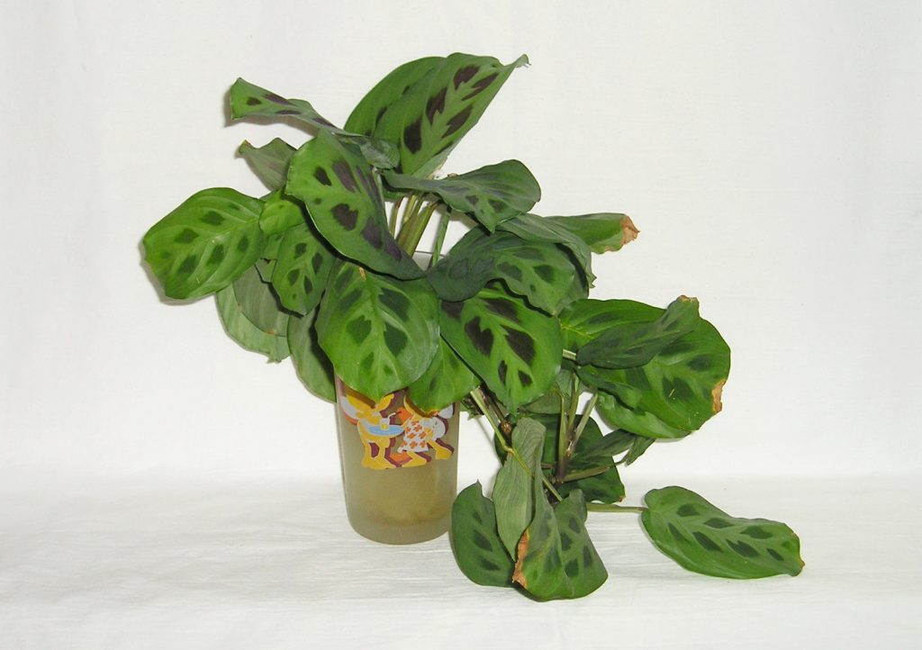 Maranta Kerchoveana hangplant met bruine bladranden