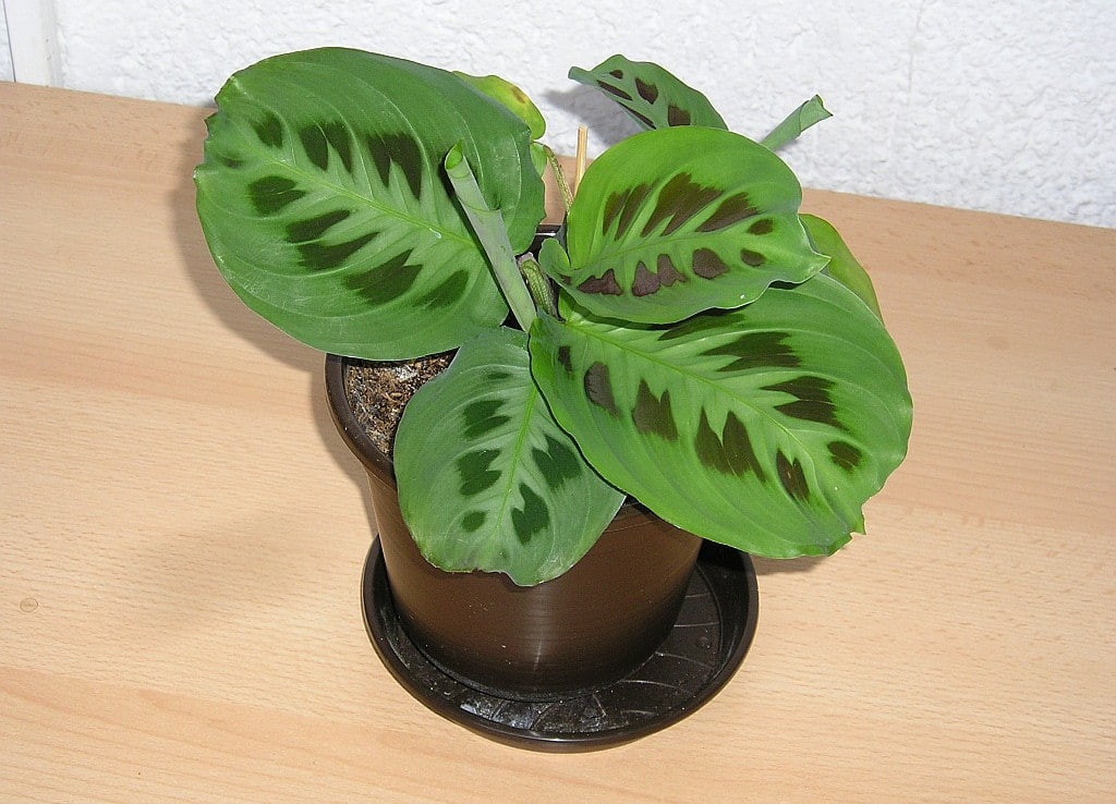 Kleine Maranta Kerchoveana in pot
