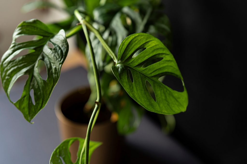 Monstera Adansonii