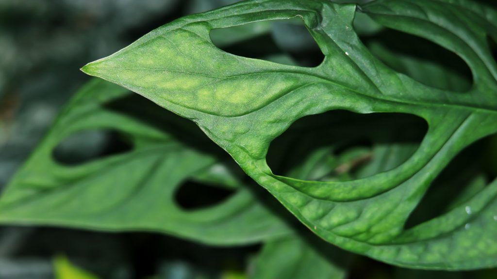 Nahaufnahme Blatt Monstera Adansonii