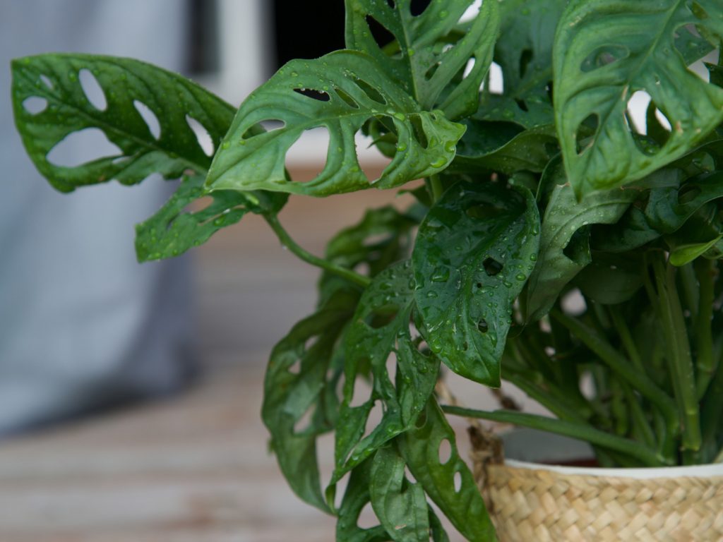 Feuchtigkeit für die Monstera Adansonii
