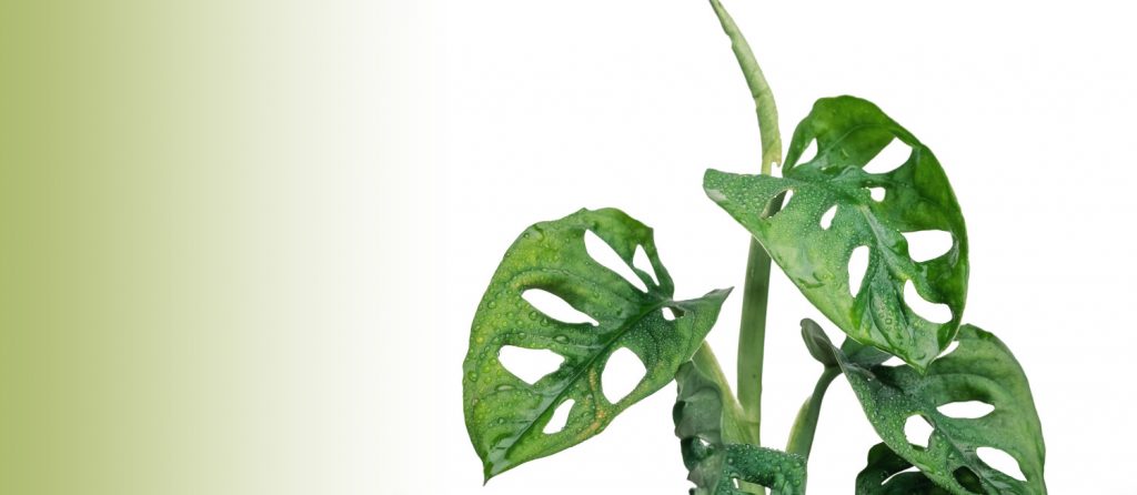 neue Blätter an der Monstera Adansonii