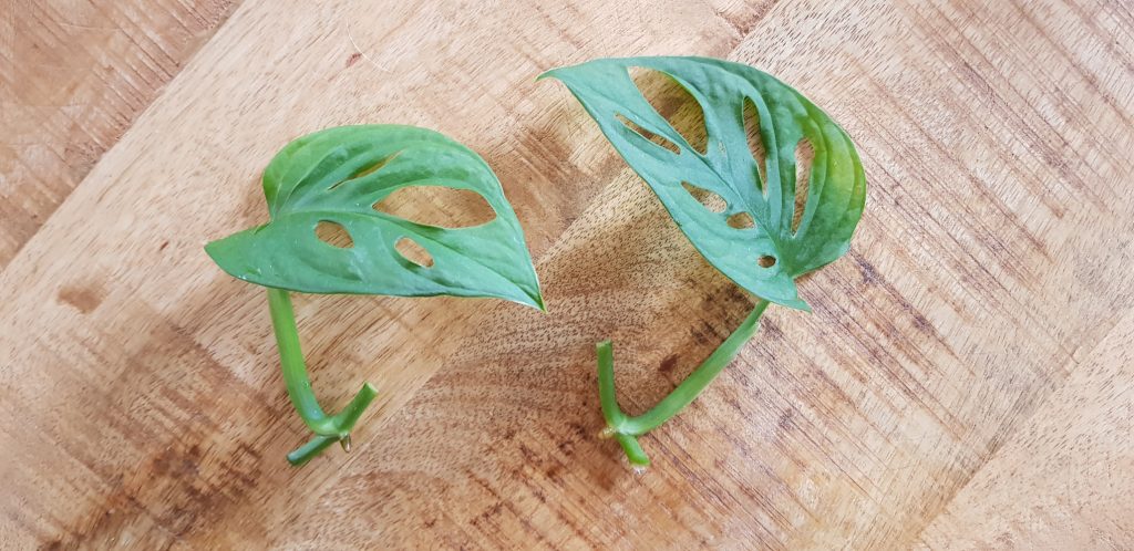 Monstera Adansonii vermehren Schritt 1, Abschneiden