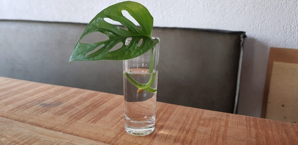 Monstera Adansonii Stecklinge Schritt 2