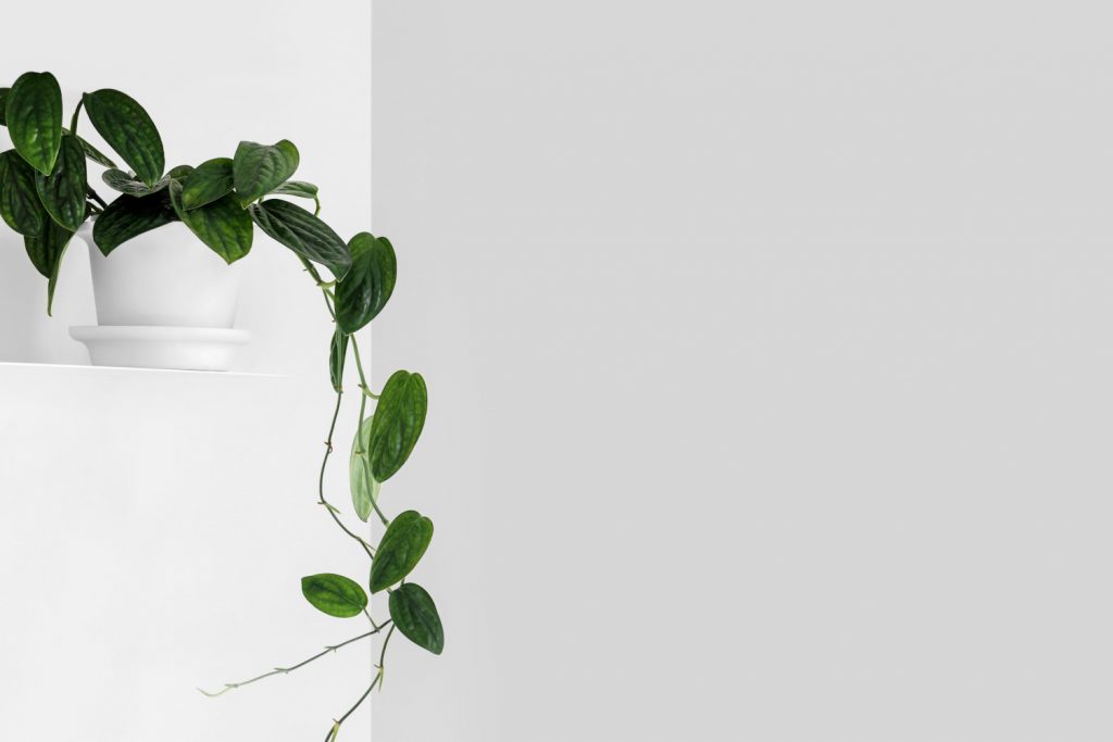 Monstera Karstenianum als Hängepflanze
