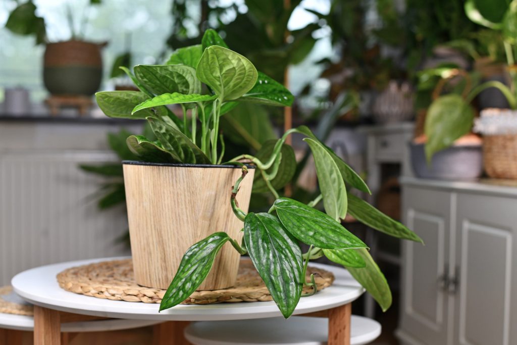 Monstera Karstenianum im Topf