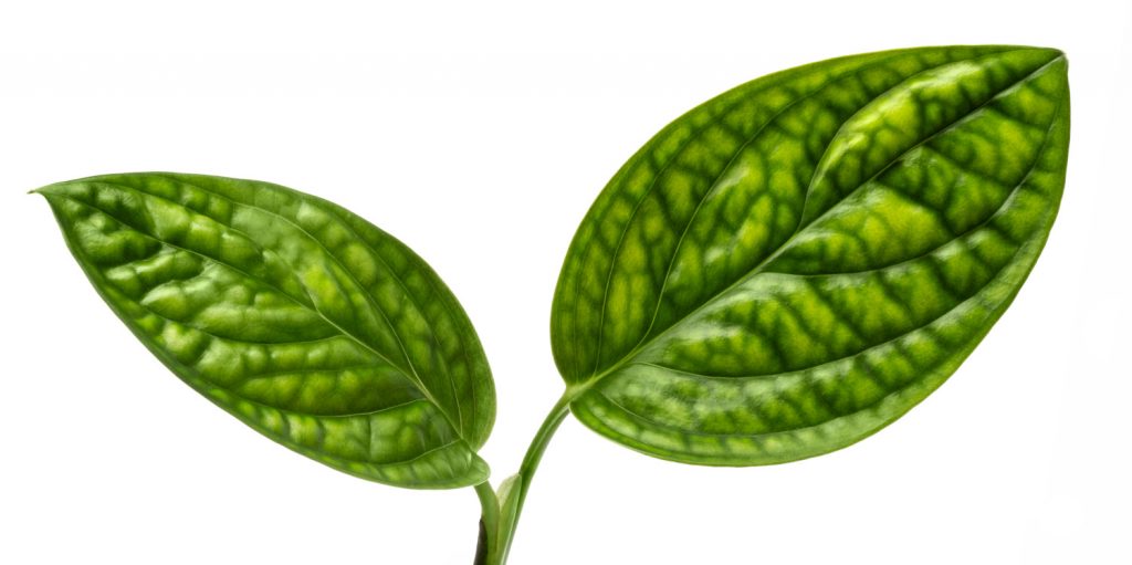 Monstera Karstenianum vermehren