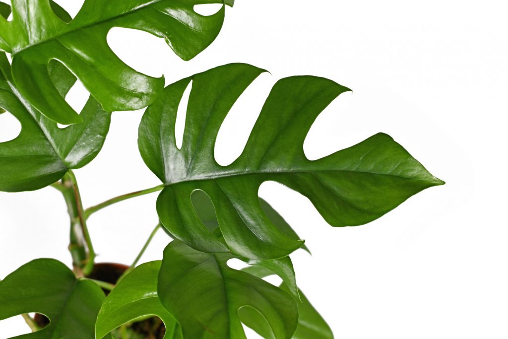 Monstera Minima Blätter mit Löchern