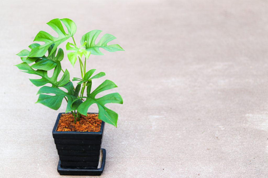 Monstera Minima im Topf