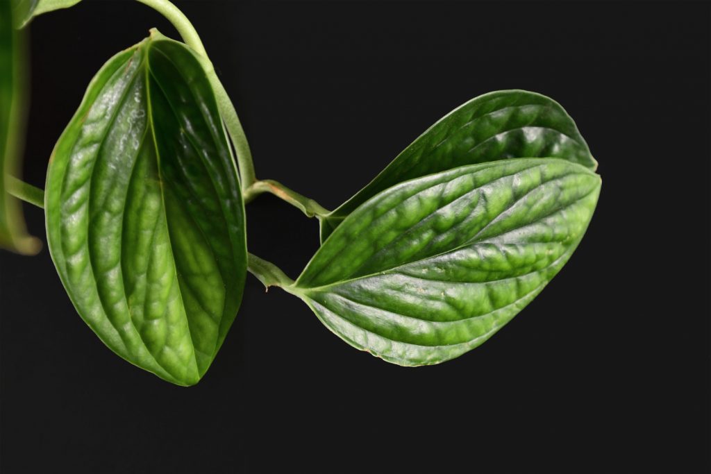 Philodendron Opacum, auch Monstera Peru genannt