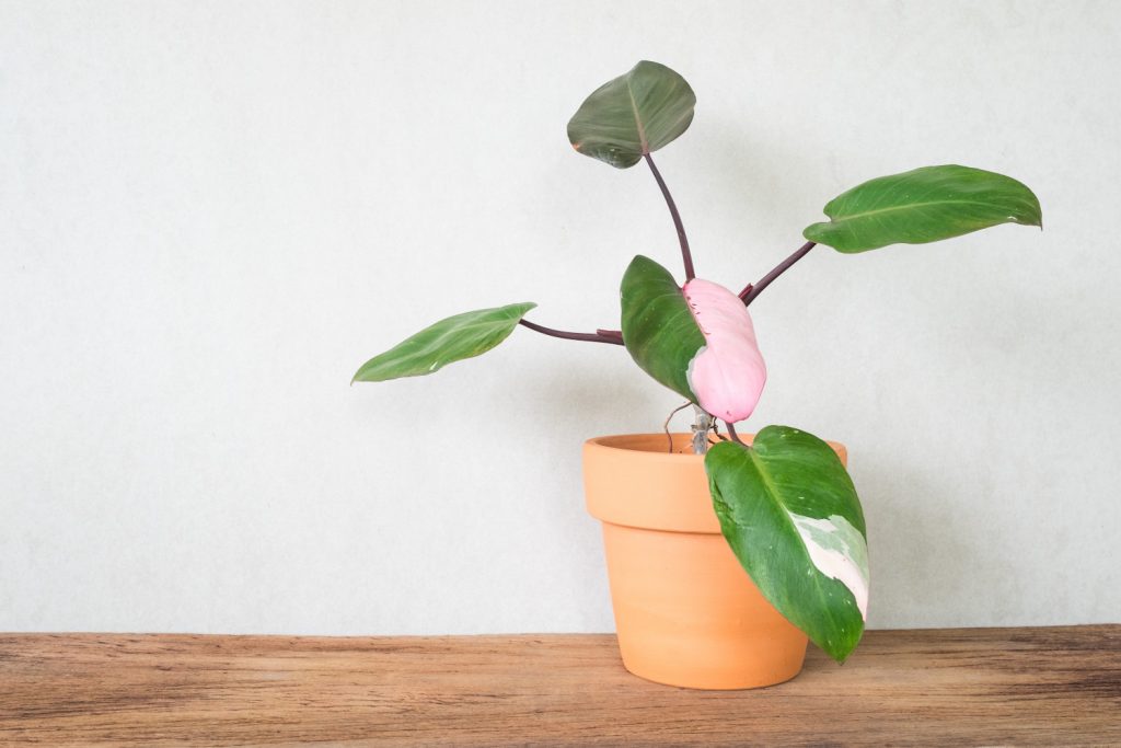 philodendron pink princess mit jungen Blättern, die zunächst weiß sind