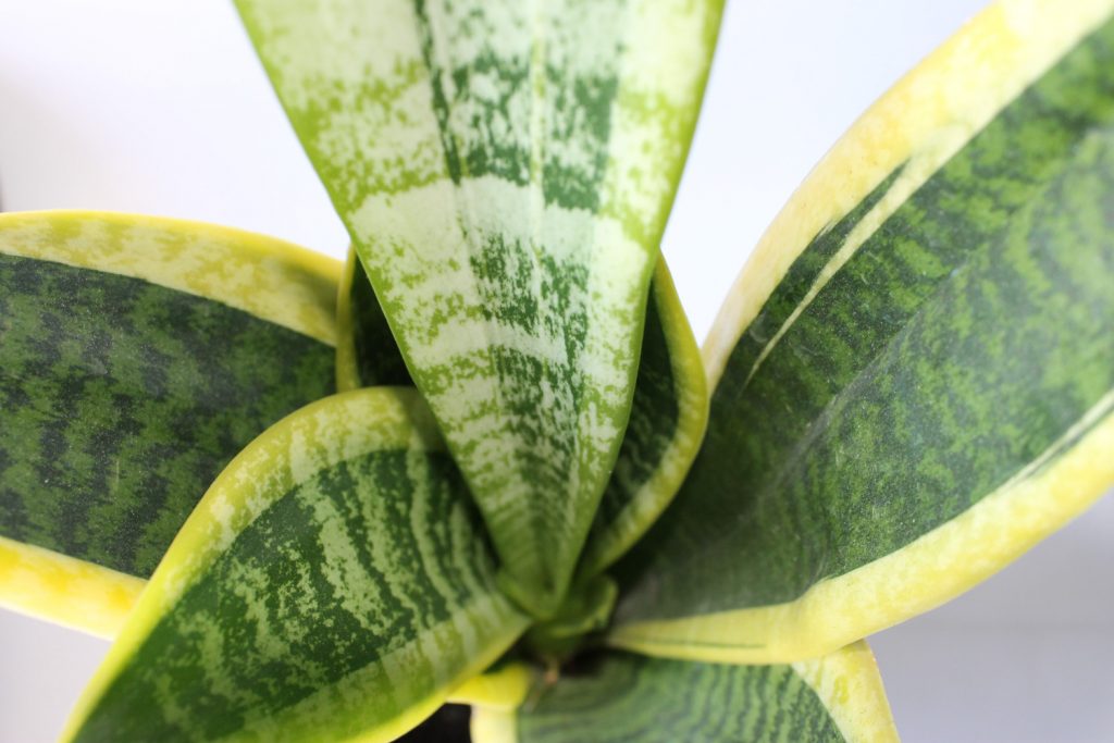 Sanseveria