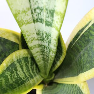 Sanseveria