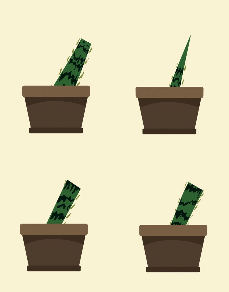 Sanseveria stekken in aarde