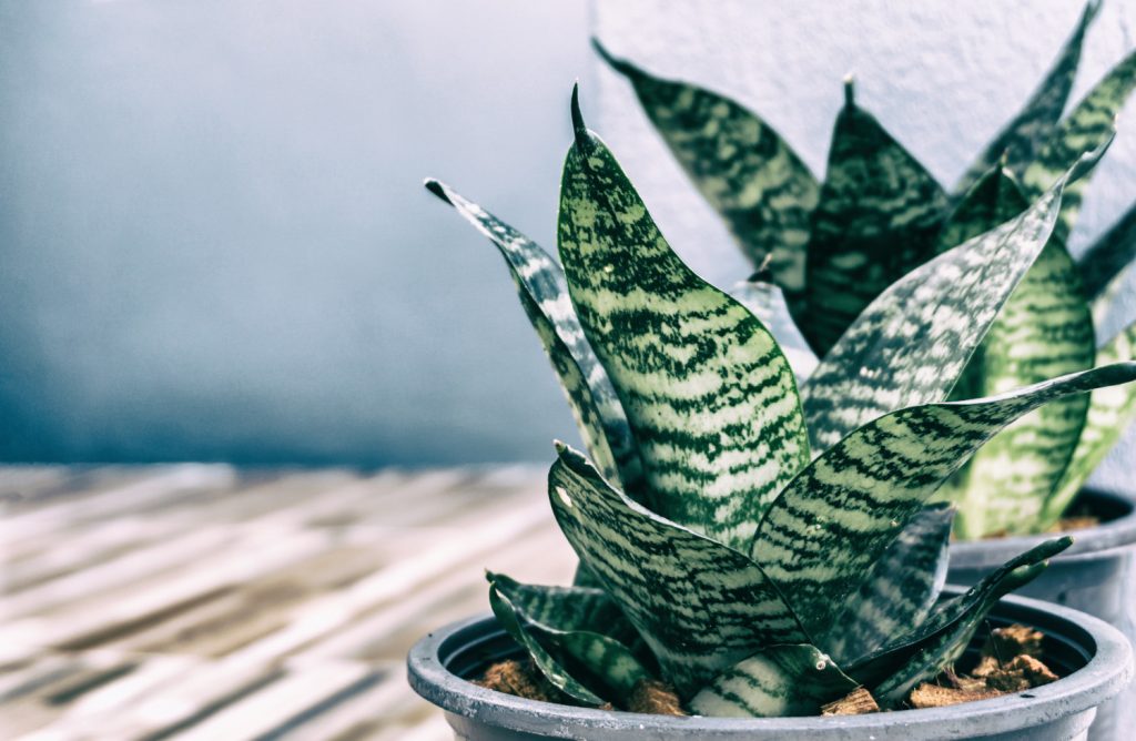Sanseveria met donker blad