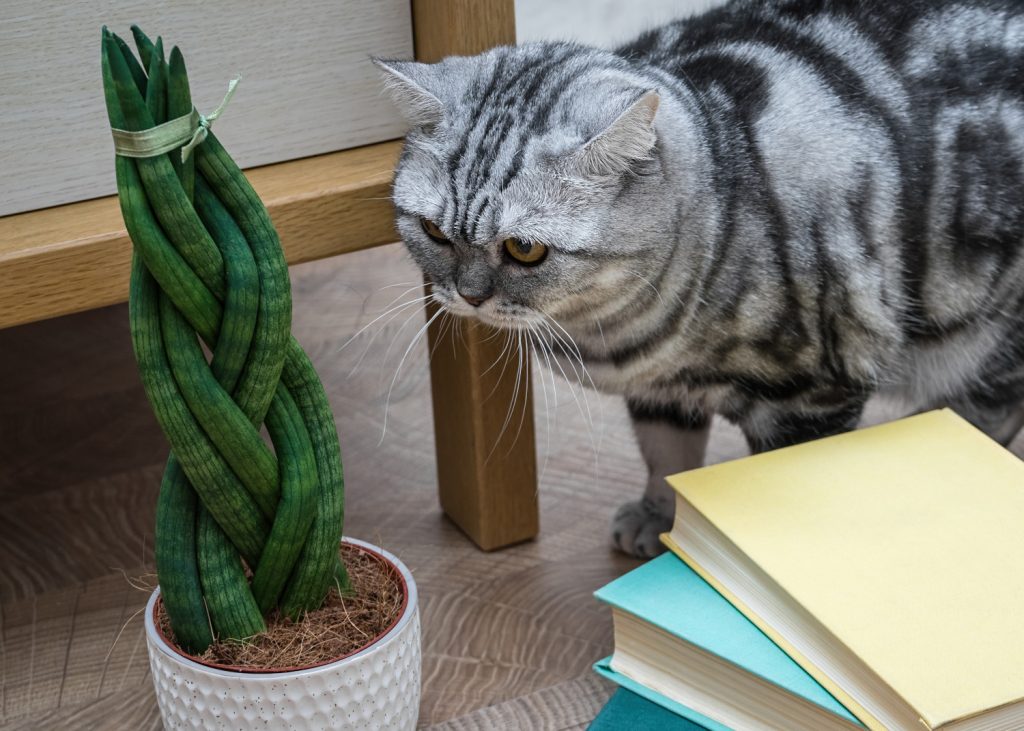 Sanseveria is giftig voor katten