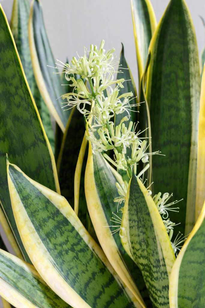 sanseveria met bloem