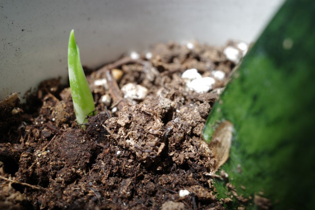 Sanseveria scheuten vermeerderen