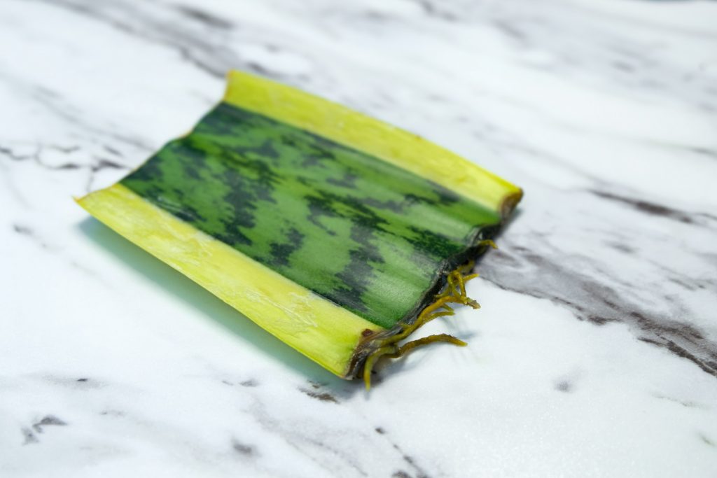 sanseveria stek met worteltjes