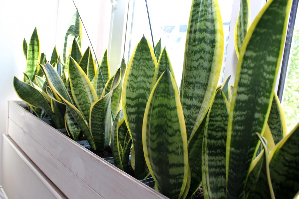 Sanseveria stekken