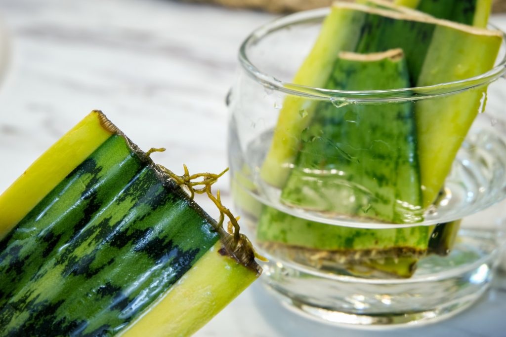 gewortelde sanseveria stekken in water