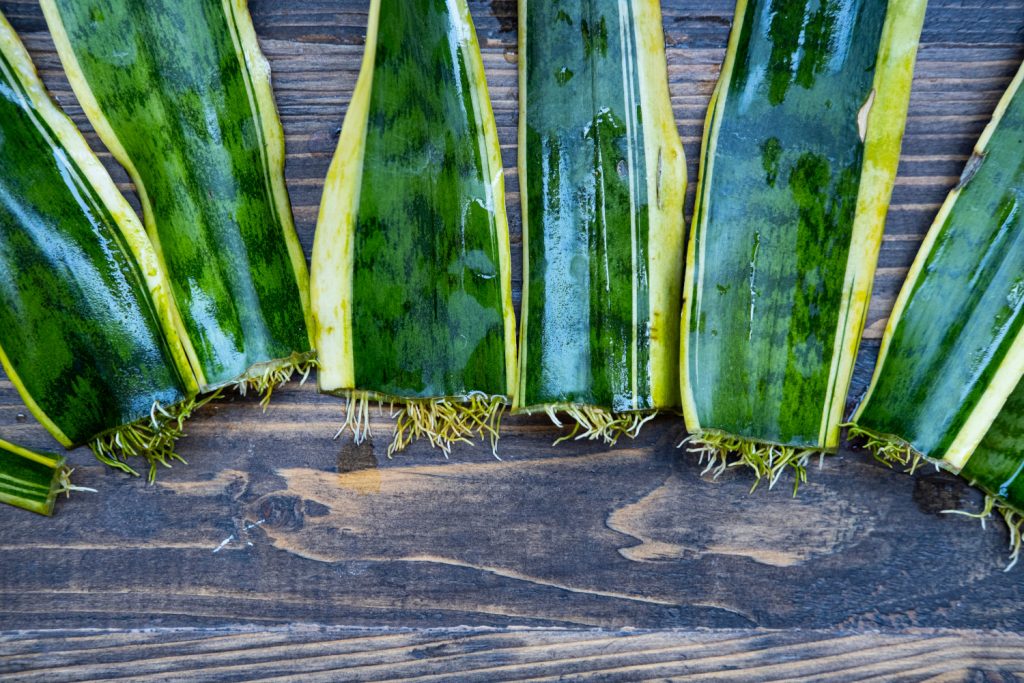 meerdere sanseveria stekken met worteltjes