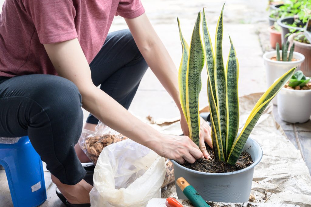 Sanseveria verpotten