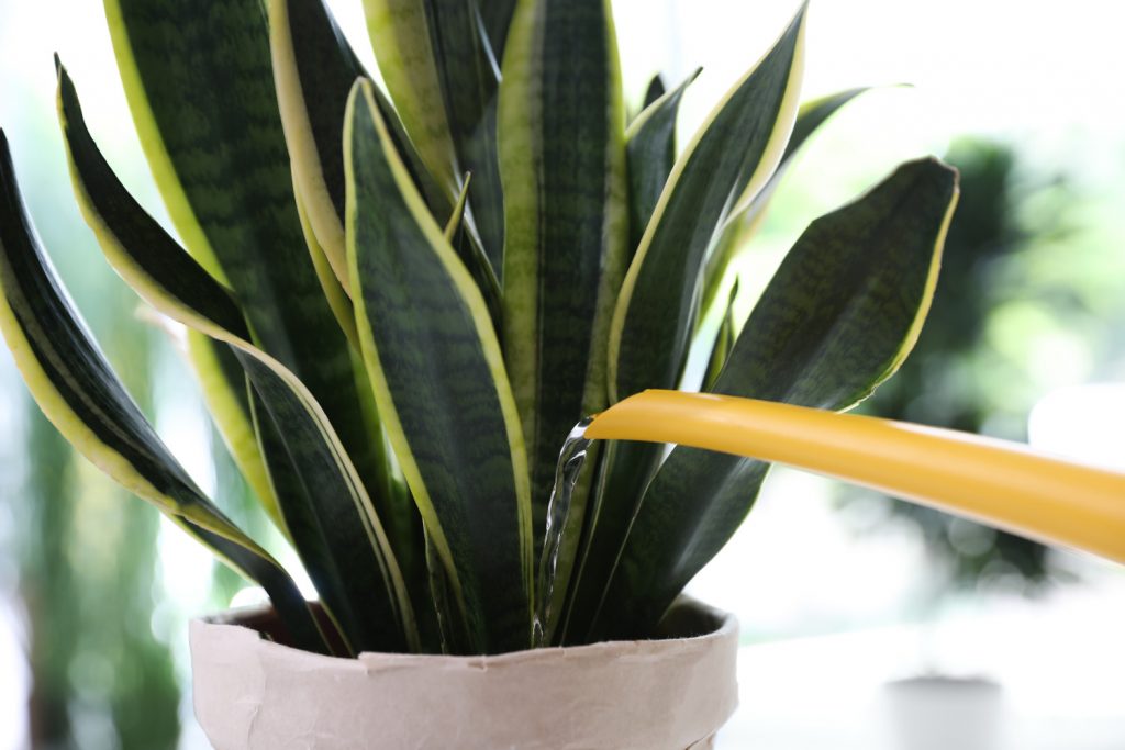 Sanseveria water geven