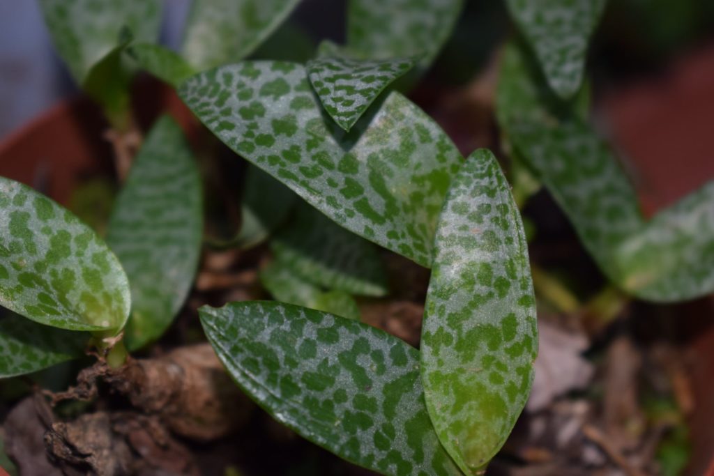 ledebouria socialis