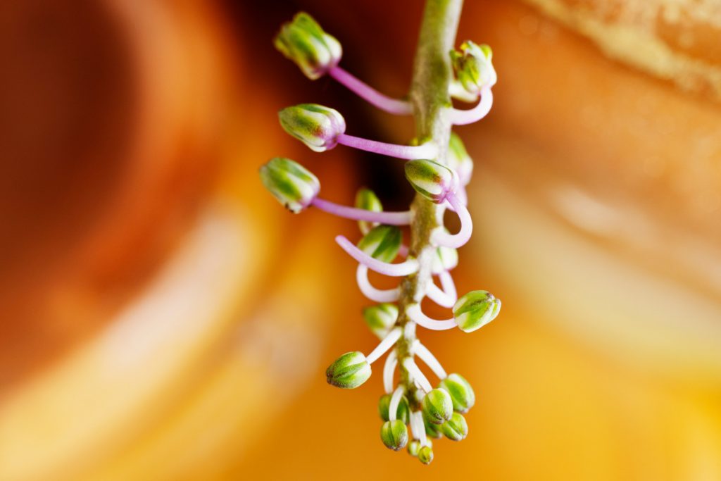 Ledebouria socialis Blüte aus der Nähe