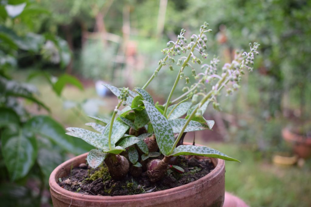 ledebouria socialis in Blüte
