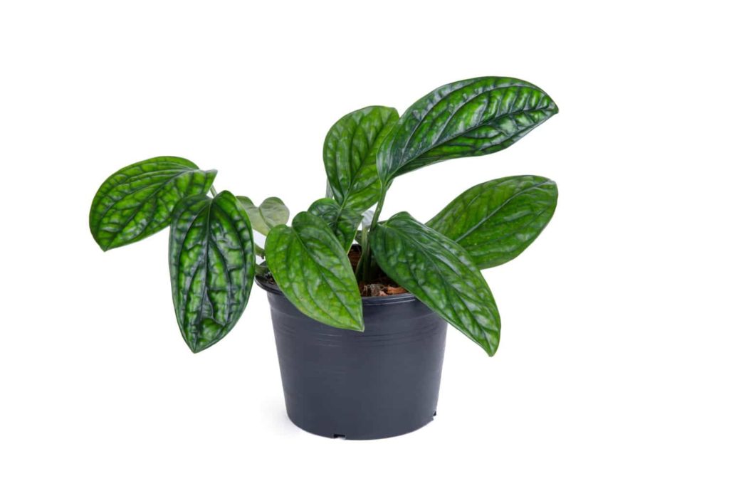 monstera karstenianum