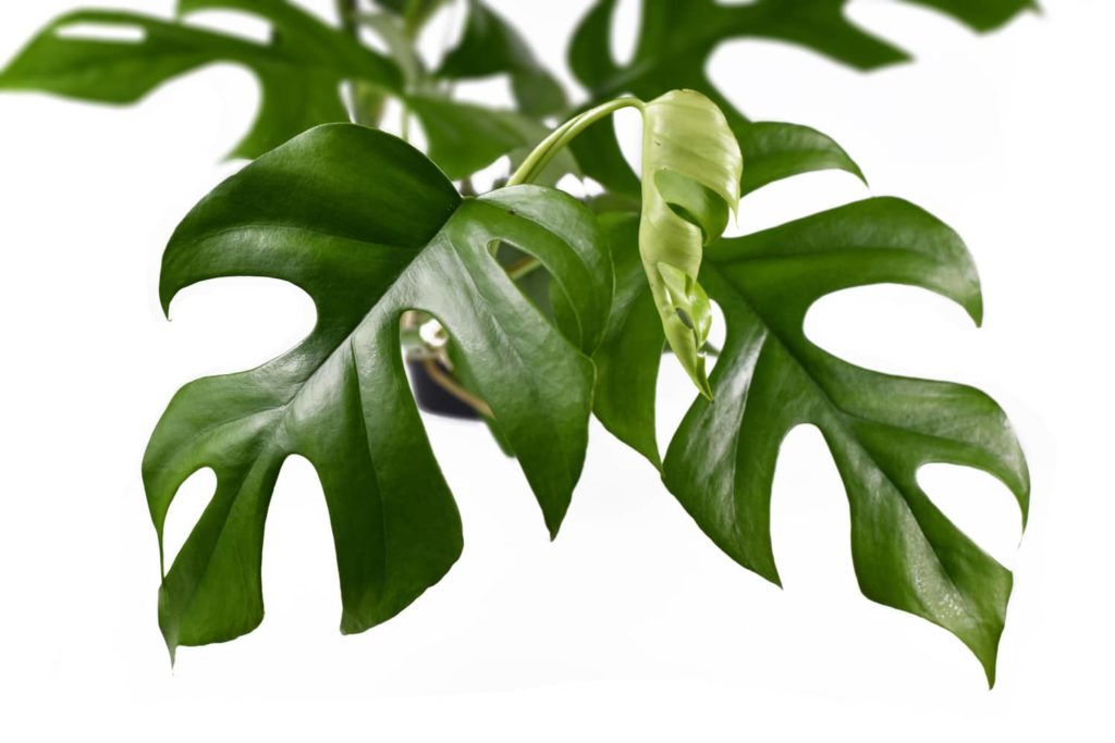 Monstera minima