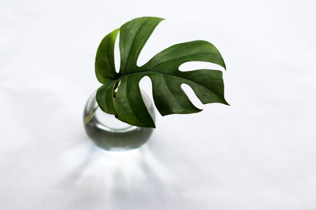 monstera minima vermehren