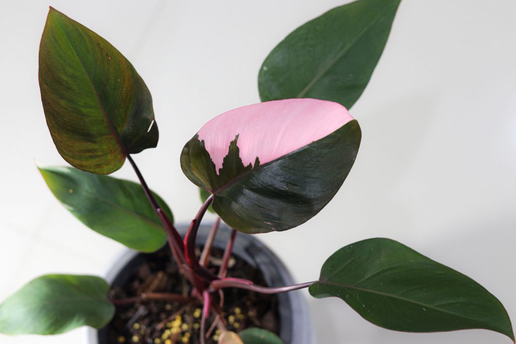 Philodendron rosa Prinzessin