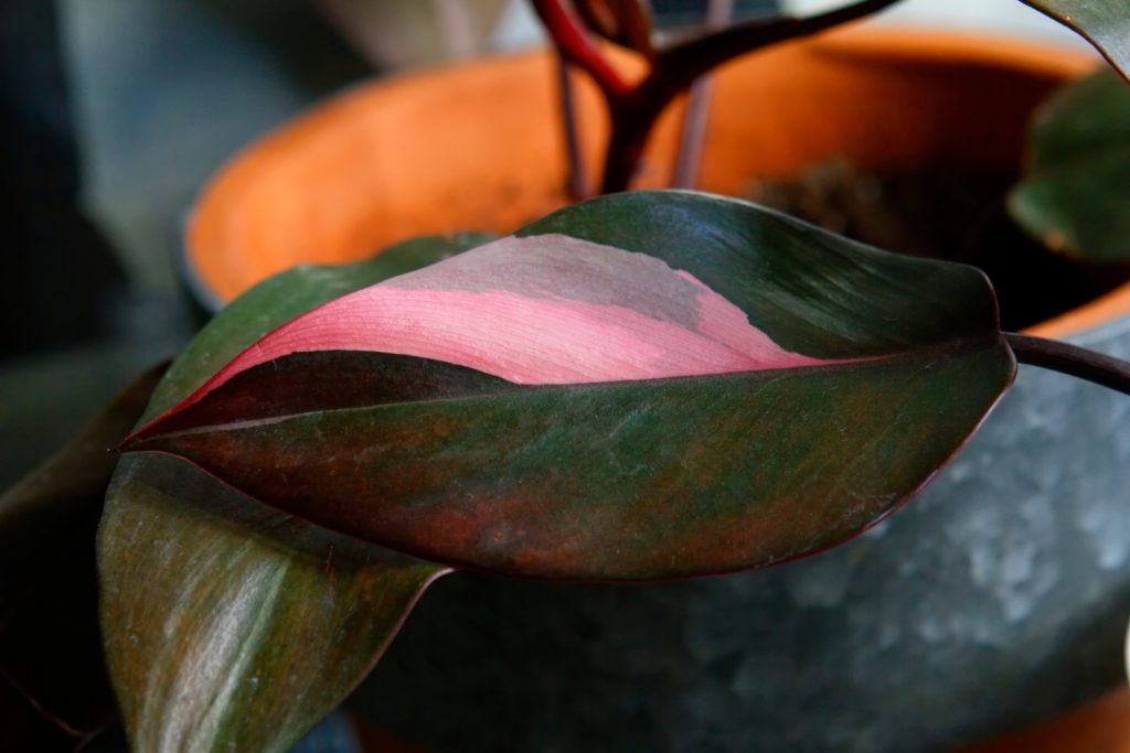 Philodendron Pink Princess Blatt