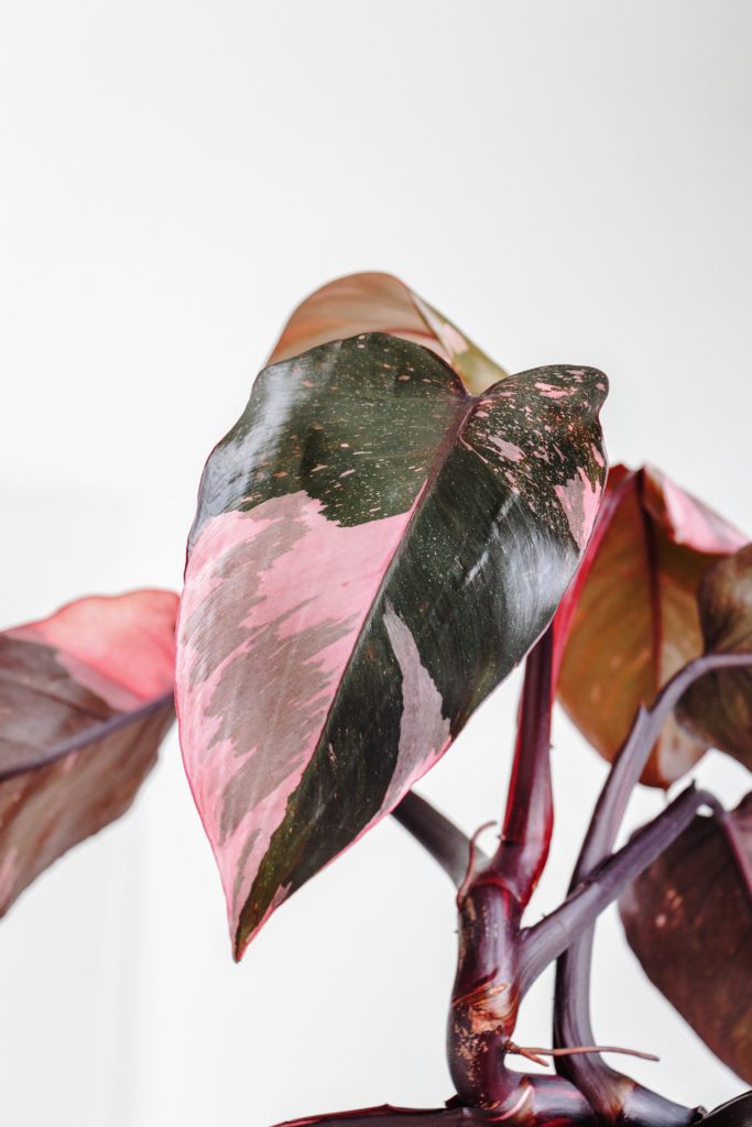 Philodendron Pink Princess rosa Blätter