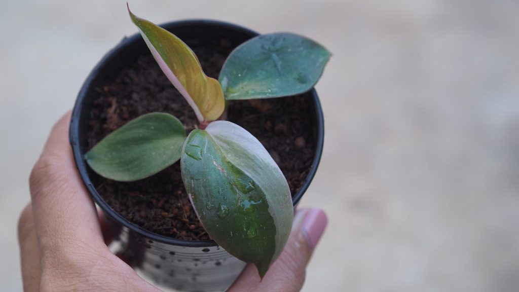 philodendron rosa prinzessin stecklinge