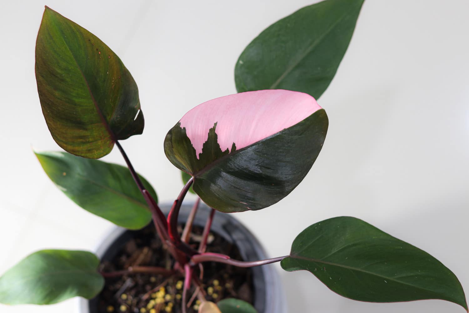 Philodendron Pink Princess - Pflege, Tipps - MijnPlant.nl