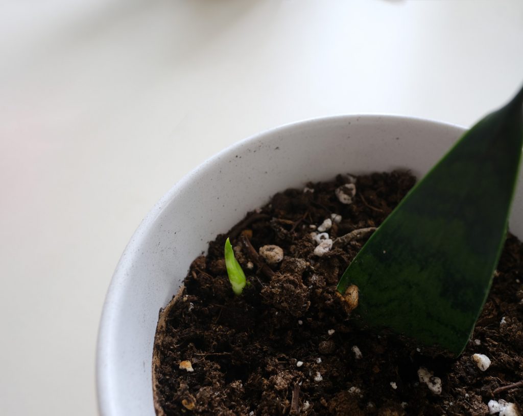 nieuwe scheut aan sanseveria