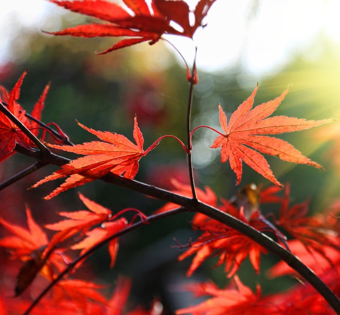 tuinplant acer palmatum tuinplant acer palmatum