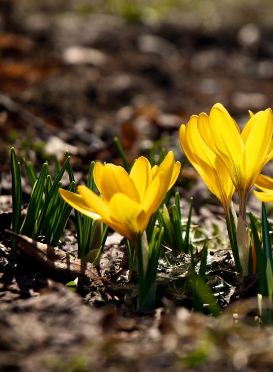 tuinplanten bloemen
