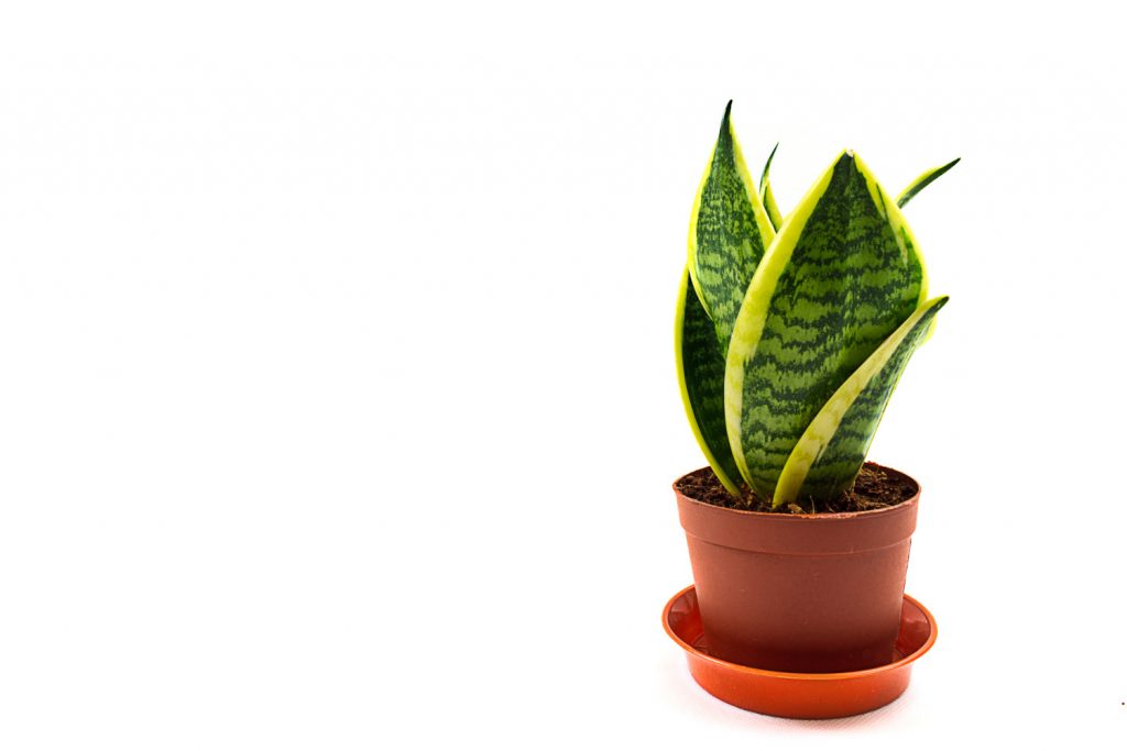 Sanseveria ofwel vrouwentongen